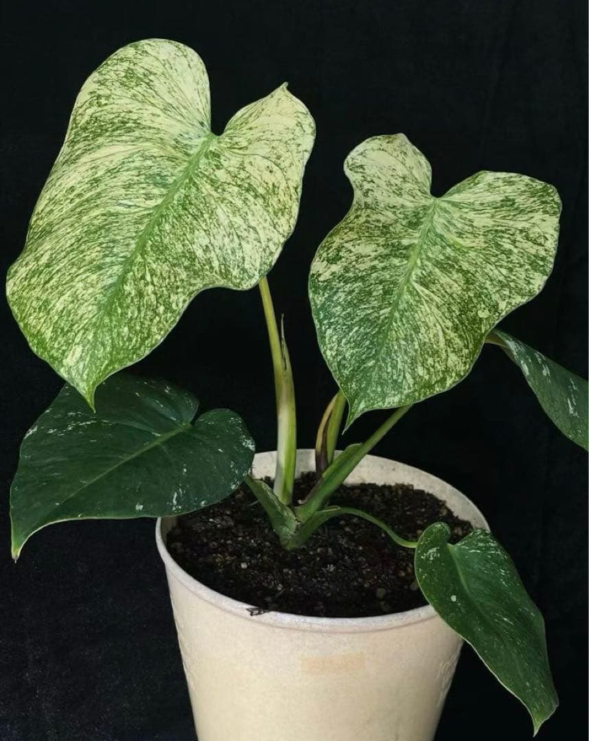 【ダブルヘッド】モンステラ　デリシオーサ　ホワイトモンスター　天津蘭