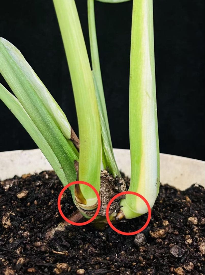 【ダブルヘッド】モンステラ　デリシオーサ　ホワイトモンスター　天津蘭