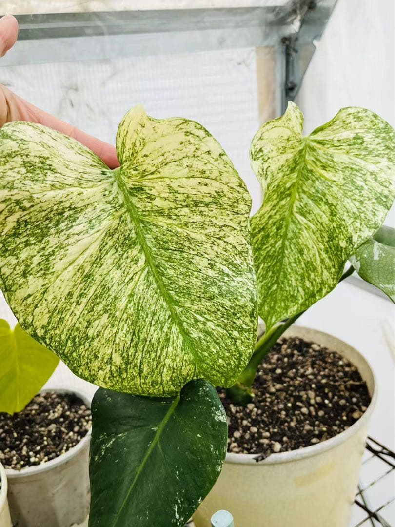 【ダブルヘッド】モンステラ　デリシオーサ　ホワイトモンスター　天津蘭