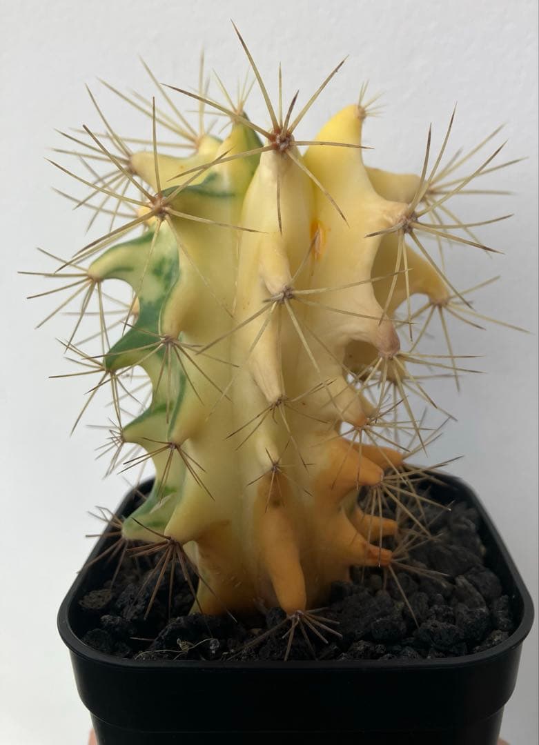 王冠竜錦　斑入り　フェロカクタス　カキコ　発根済み　検）アガベ　パキプス　塊根