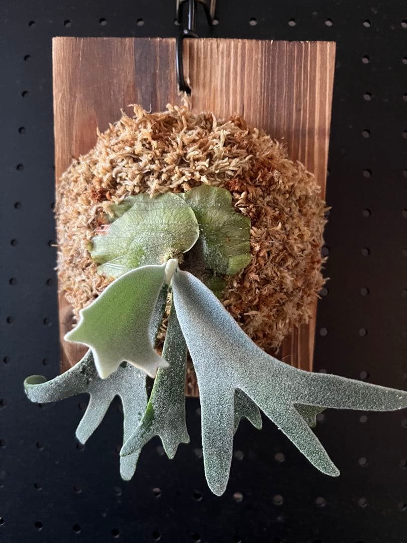 P.Willinckii ‘Waltz’