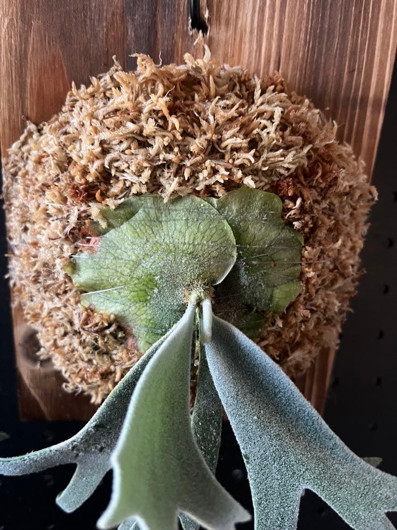 P.Willinckii ‘Waltz’