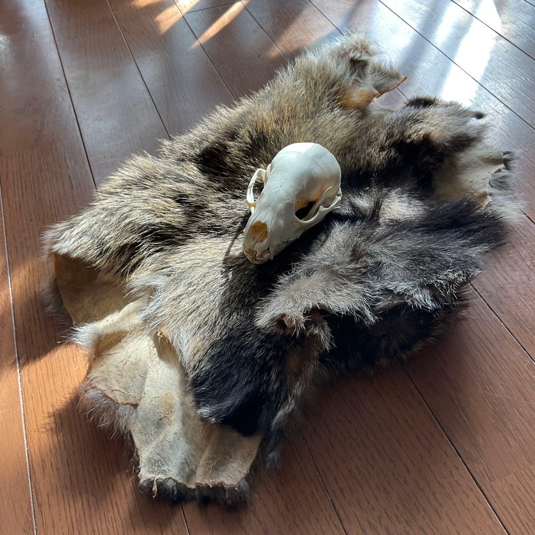 ジビエ　スカルと毛皮　ハクビシン① 頭骨標本　　食猟師謹製