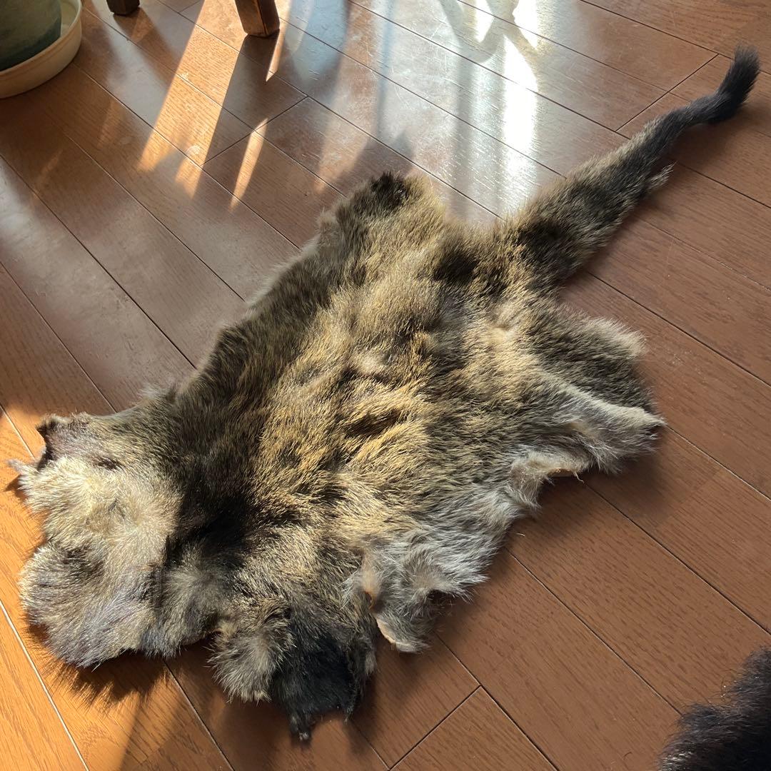 ジビエ　スカルと毛皮　ハクビシン① 頭骨標本　　食猟師謹製