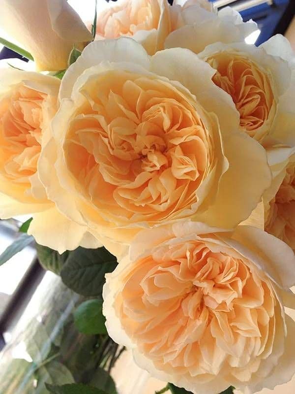 ～速度発送～♡ぼたこ様♡専用です