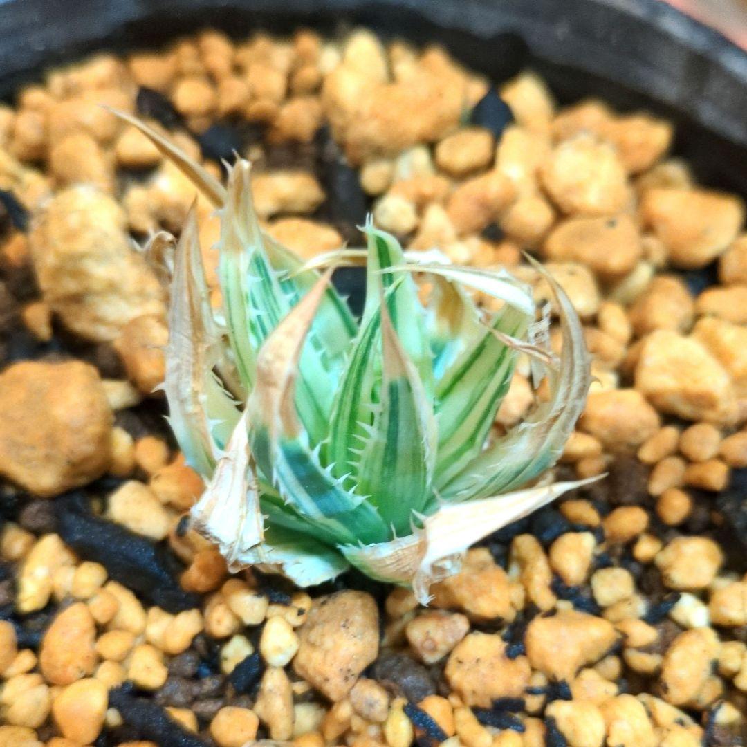 あ*s様 ポリフィラ錦　ポリフィラ　アロエ　アガベ　サボテン　ユーフォルビア　サ