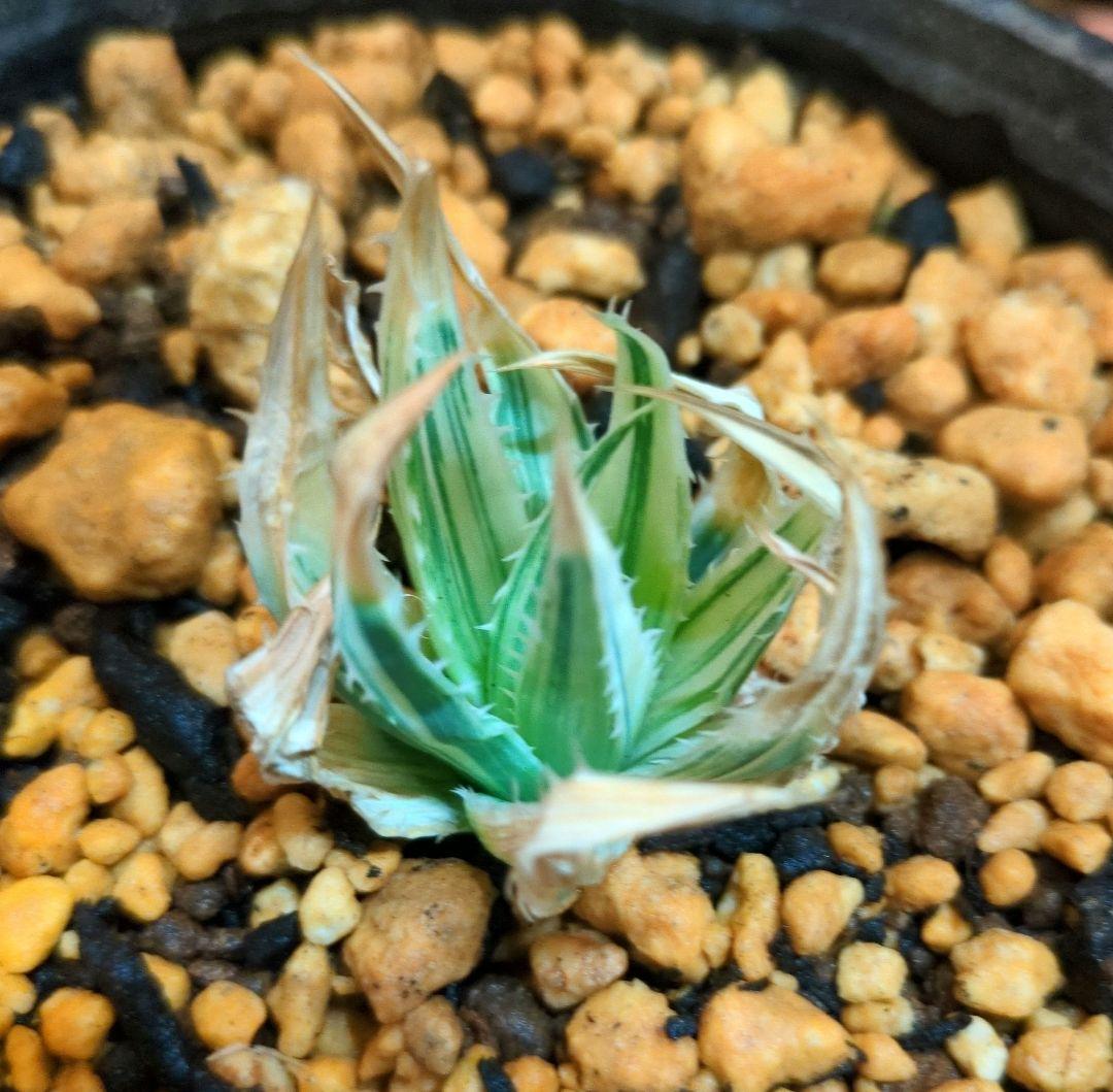 あ*s様 ポリフィラ錦　ポリフィラ　アロエ　アガベ　サボテン　ユーフォルビア　サ