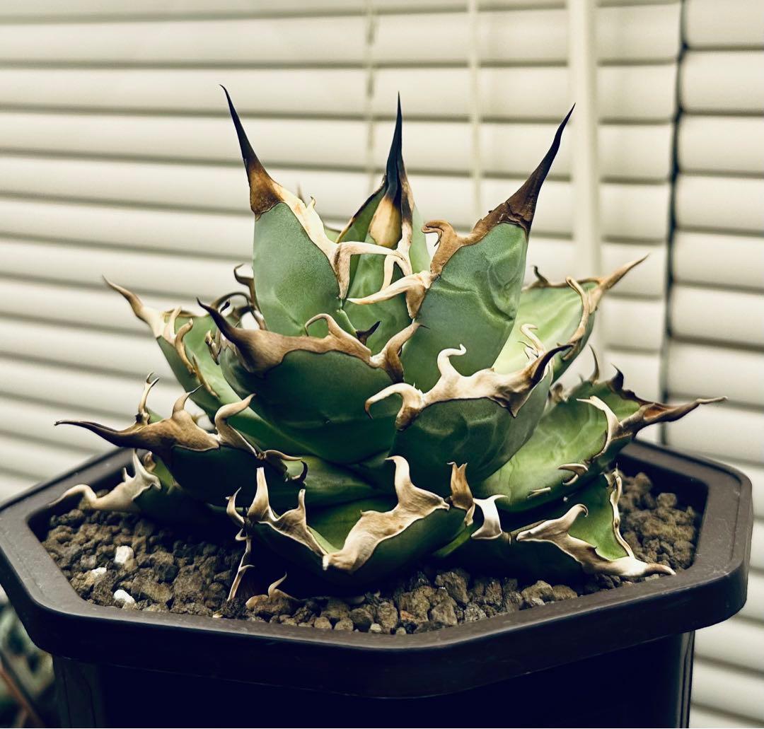 アガベ　ハデス中株