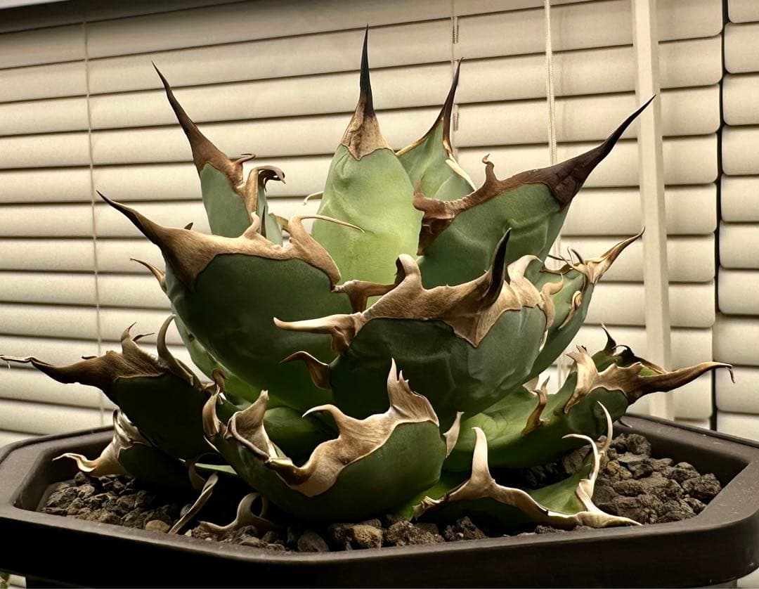 アガベ　ハデス中株