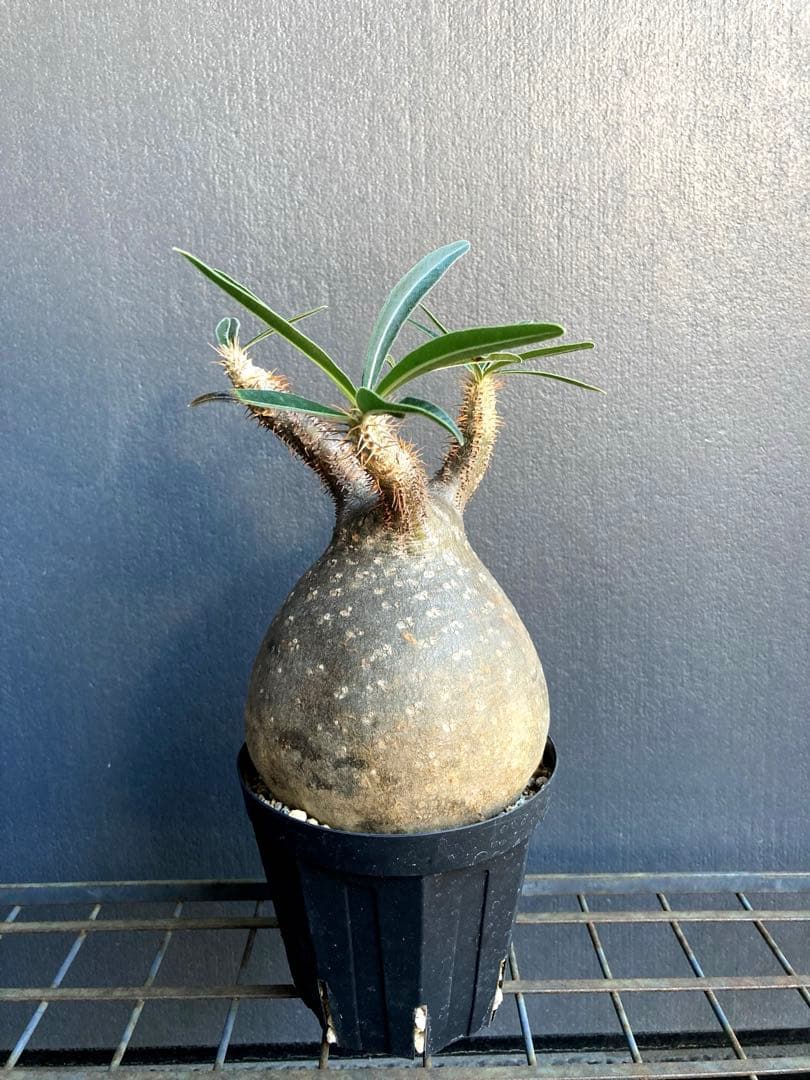 グラキリス 中株 まる型 塊根植物 黒鉢付き