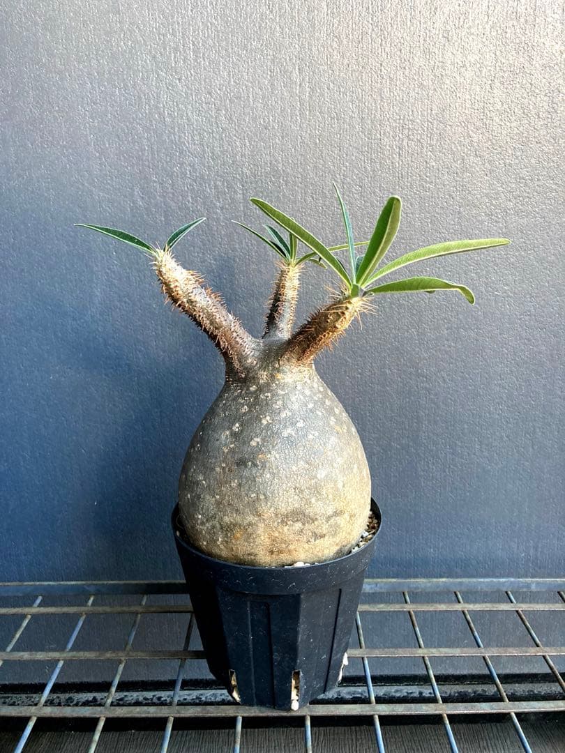 グラキリス 中株 まる型 塊根植物 黒鉢付き