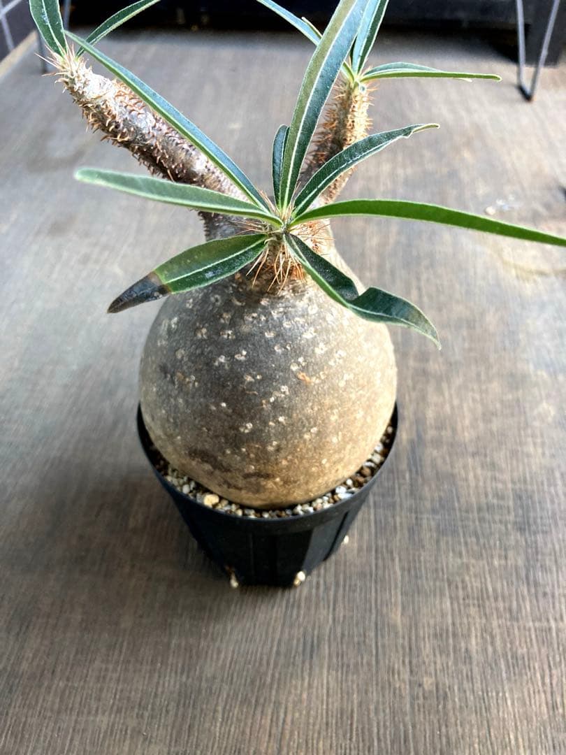 グラキリス 中株 まる型 塊根植物 黒鉢付き