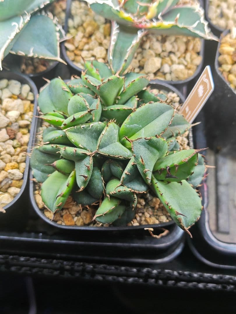 アガベ チタノタ 翼竜 綴化 デビル モンスト化