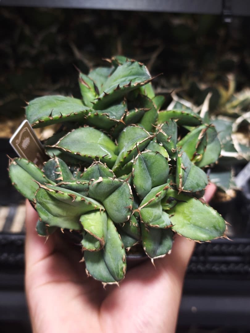 アガベ チタノタ 翼竜 綴化 デビル モンスト化