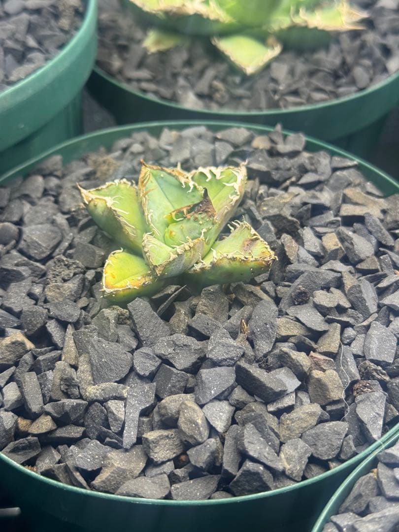 ベルリン産　麻花龍　子株　OC