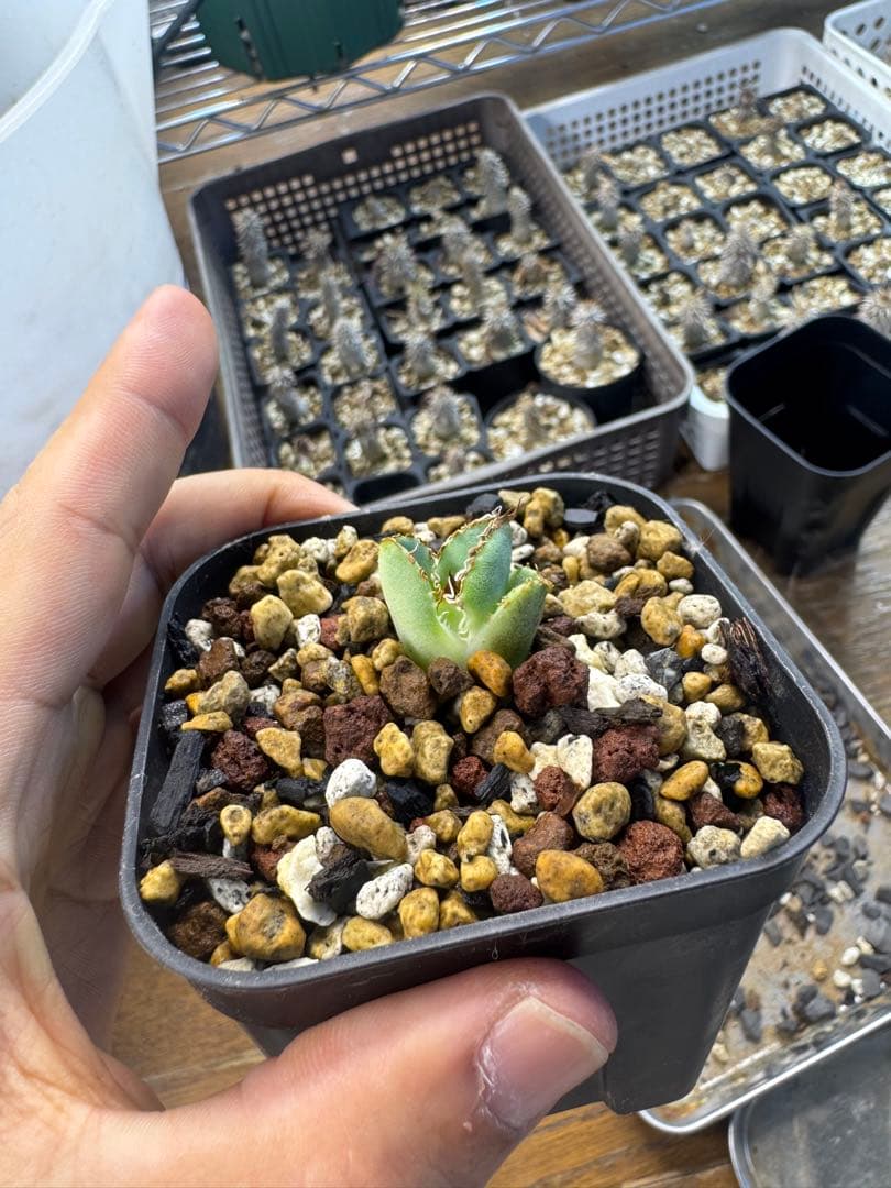 ベルリン産　麻花龍　子株　OC