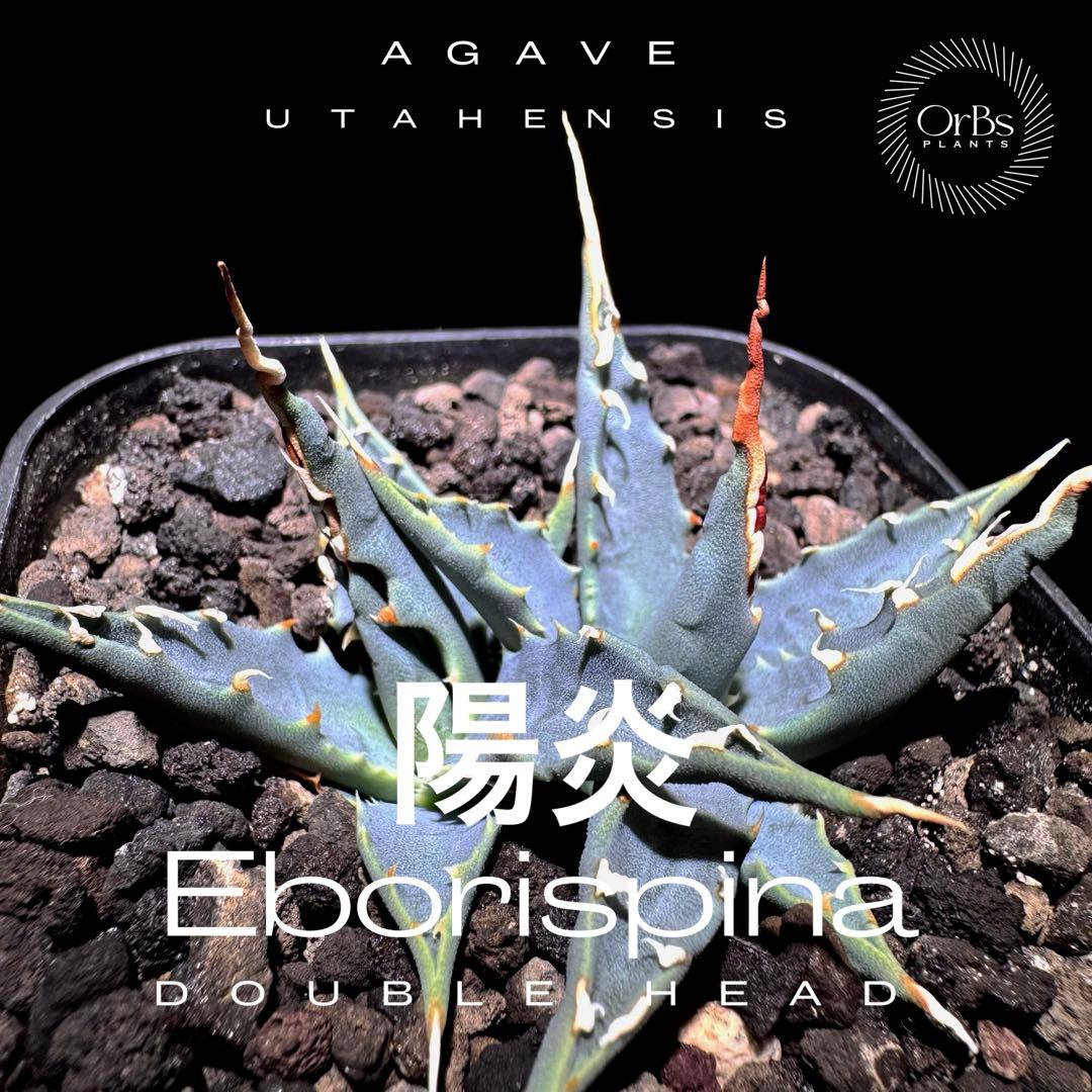 【実生】アガベ ユタエンシス エボリスピナ コークスクリュー ダブルヘッド 陽炎
