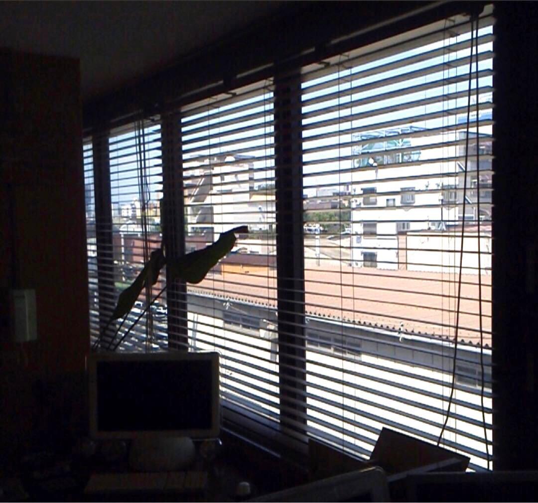 タチカワブラインド 木製ブラインド フォレティア50 w230×h154cm 右