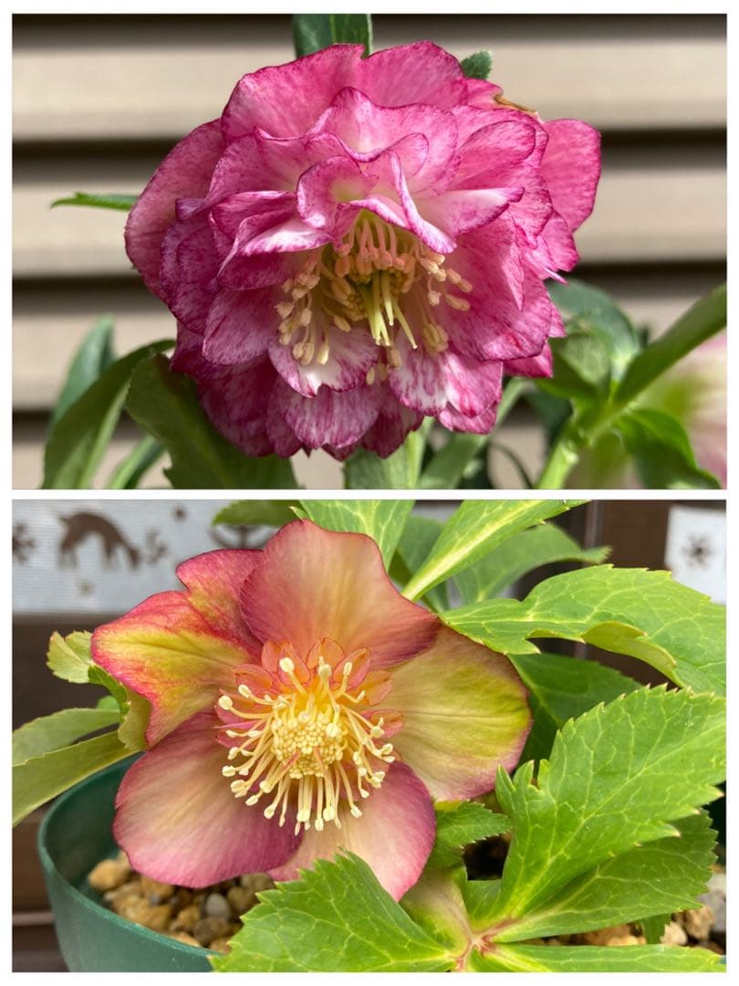 9  クリスマスローズ種