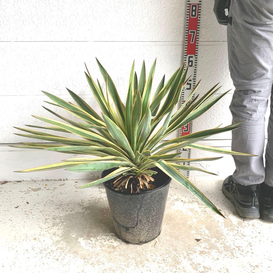 ユッカグロリオサ　バリエガータ　斑入り　ポット　地植え　10