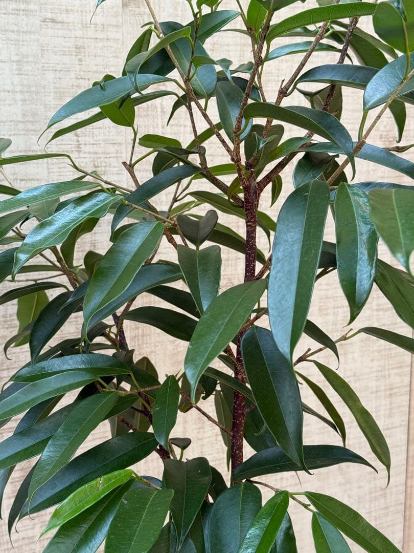 ☆ フィカス アムステルダムキング♪ 120cm 陶器鉢♪