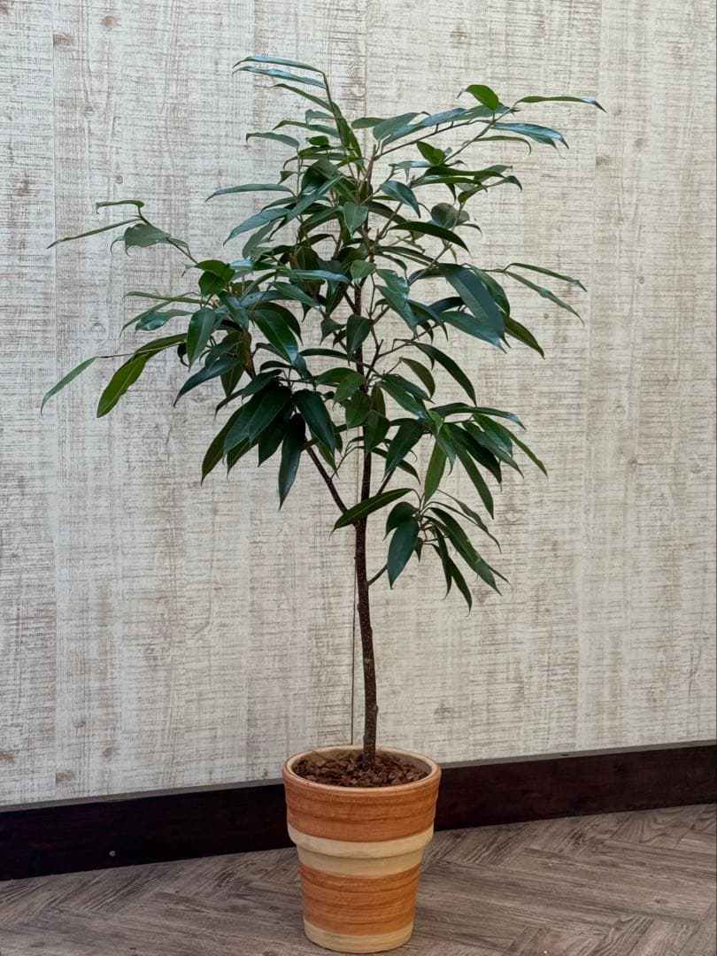 ☆ フィカス アムステルダムキング♪ 120cm 陶器鉢♪