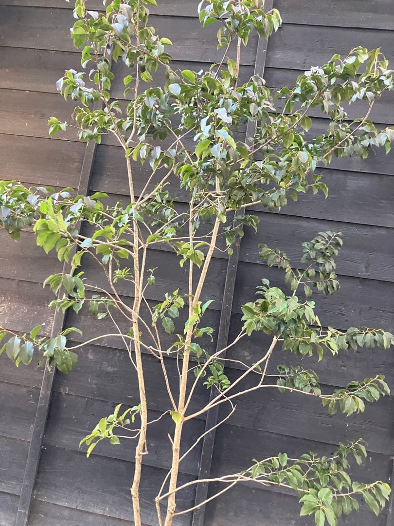 22 山採り　ソヨゴ　メス木