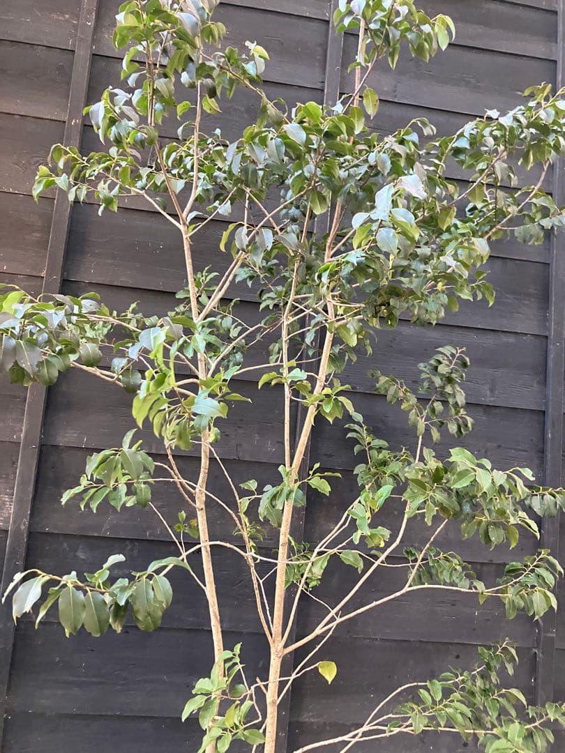 22 山採り　ソヨゴ　メス木