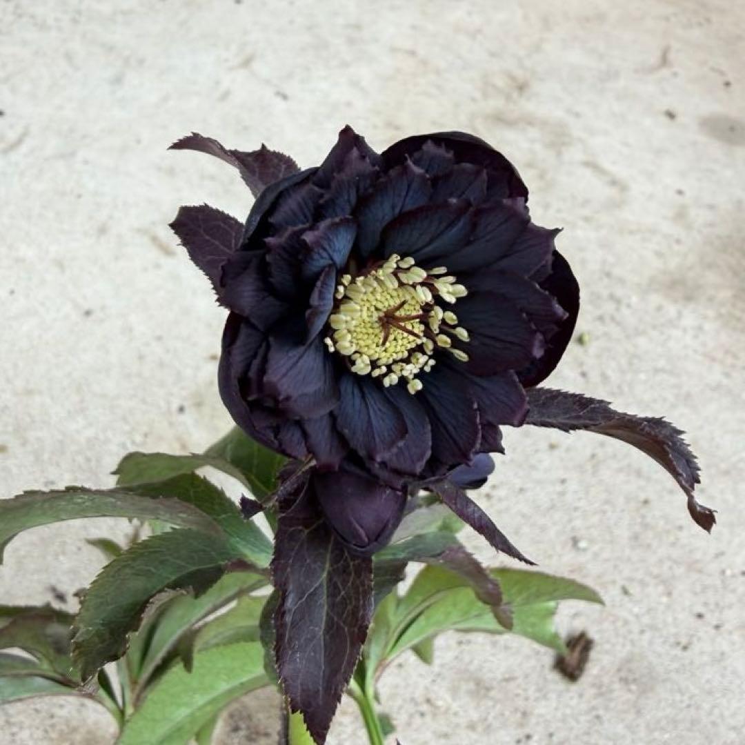 104 クリスマスローズ　開花株