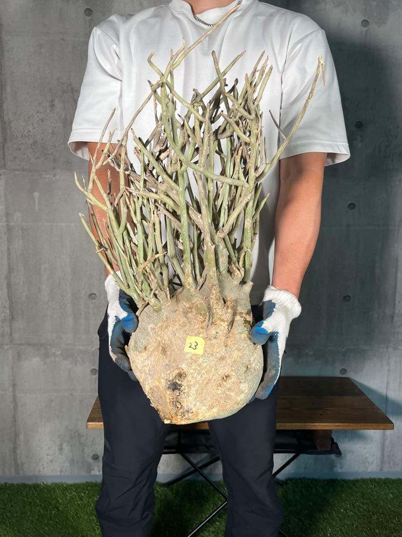 ト*ア様 23 激レア 超大株 アデニア ペチュエリー 現地球 鮮度抜群