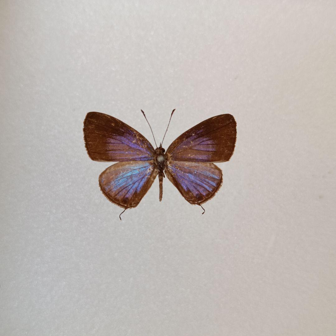 エコポン　ルリウラナミシジミ