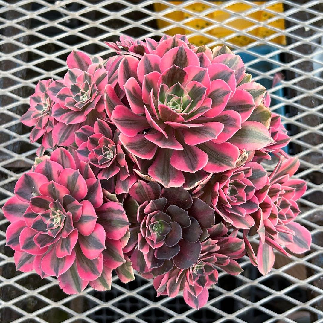 アエオニウム　美苗　初恋　群生　特大株　抜き苗　多肉植物　ハーフ顔あり