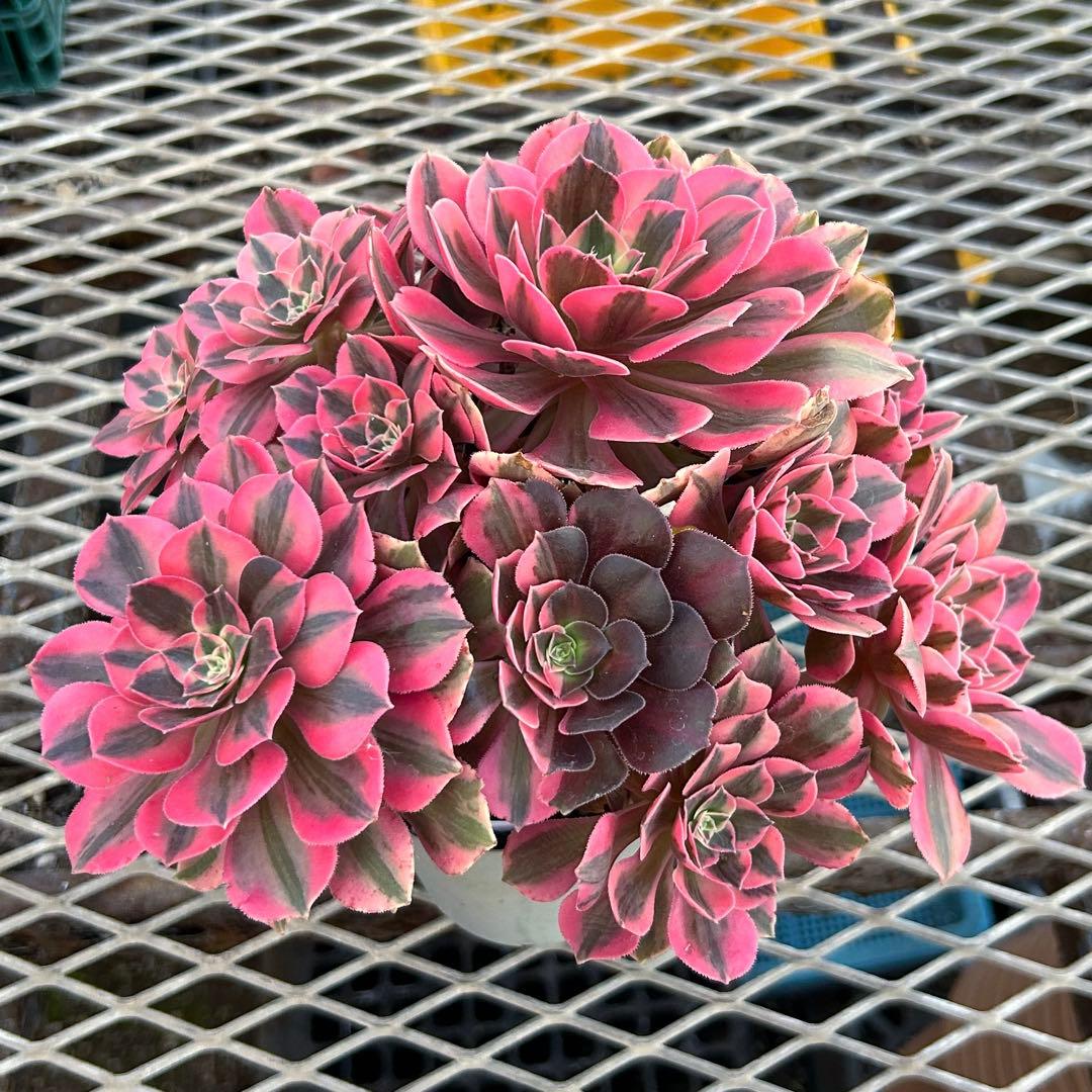 アエオニウム　美苗　初恋　群生　特大株　抜き苗　多肉植物　ハーフ顔あり