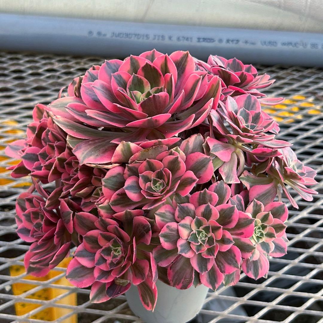 アエオニウム　美苗　初恋　群生　特大株　抜き苗　多肉植物　ハーフ顔あり