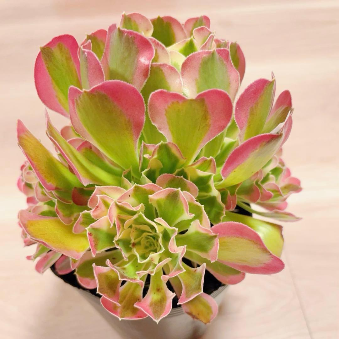 9#多肉植物アエオニウム錦❤️リバーストーン❤️ 1大頭7小頭19cm 拔き苗