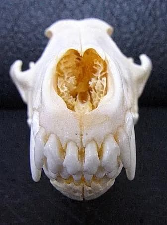 高品質！ コヨーテの頭骨