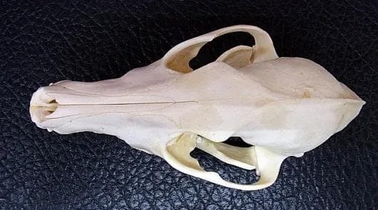 高品質！ コヨーテの頭骨