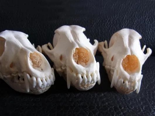 高品質！ コヨーテの頭骨