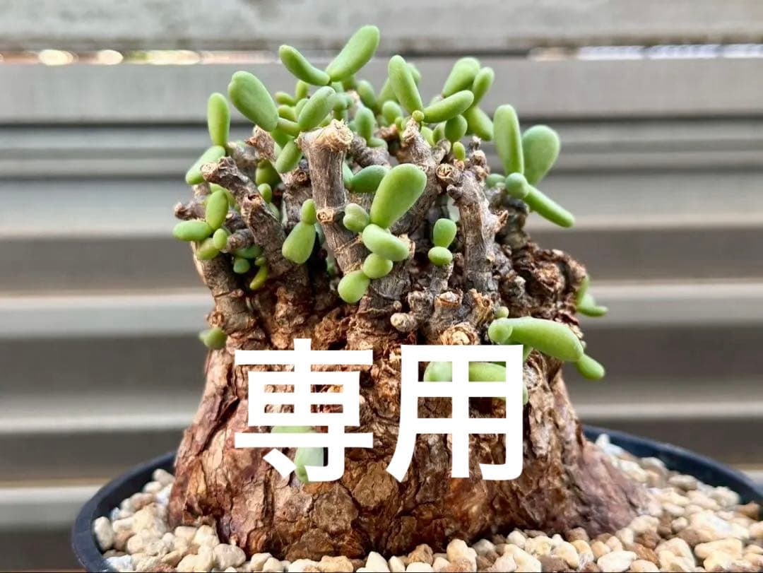 おとーくん　ケラリア ピグマエア 大株　ペラルゴニウム ミラビレ 30cm