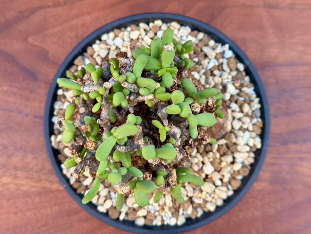 おとーくん　ケラリア ピグマエア 大株　ペラルゴニウム ミラビレ 30cm