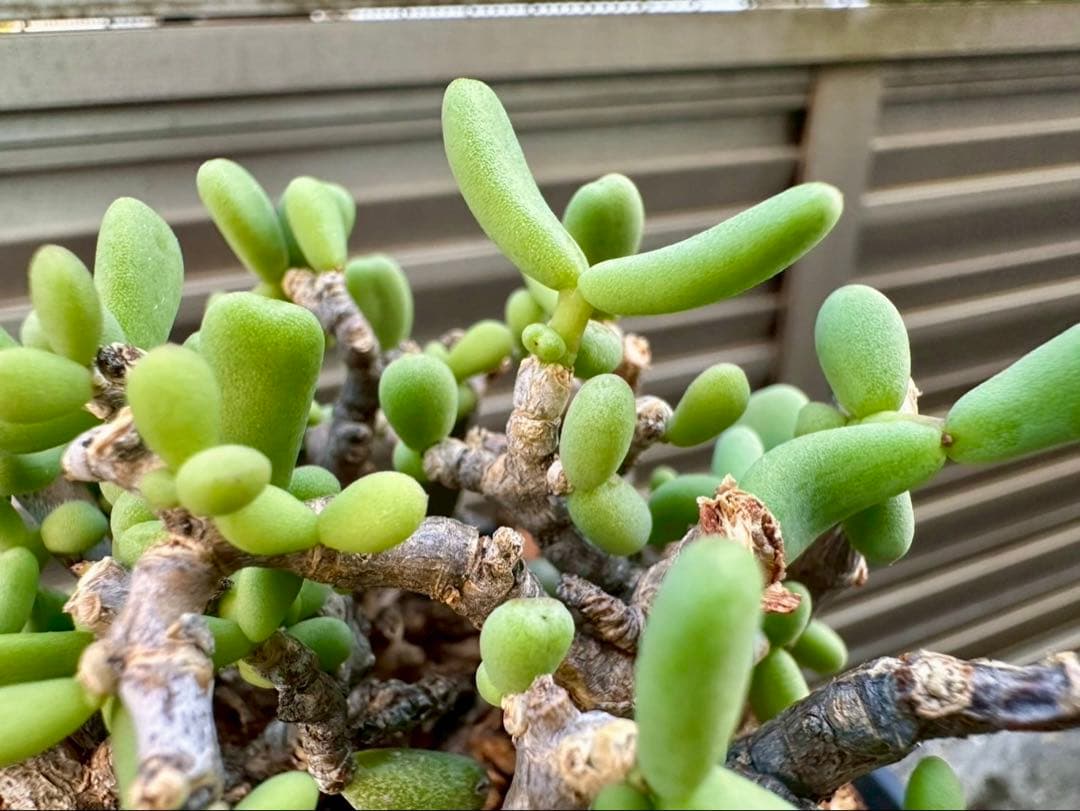 おとーくん　ケラリア ピグマエア 大株　ペラルゴニウム ミラビレ 30cm