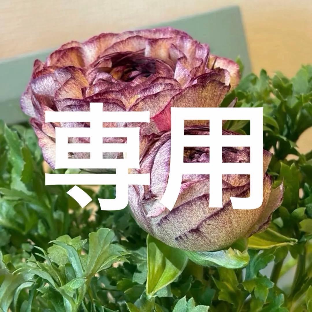 ラナンキュラス　セレンディ　アンティークカラー　キメラ咲き　ポット苗《2/11》