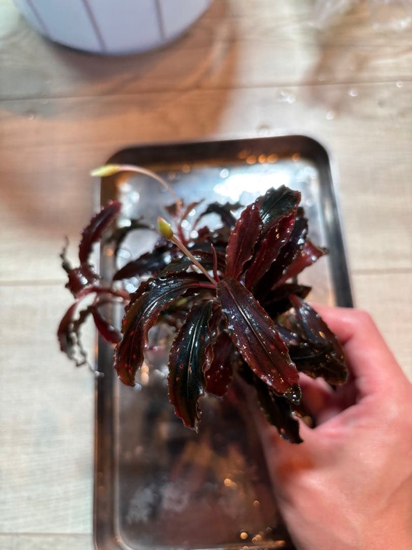 【極美ラメ、群生株】ブセファランドラ・クダガン