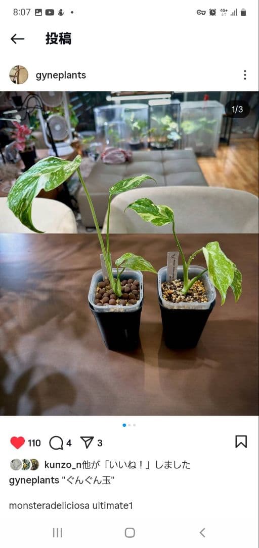 ぐんぐん玉残り3セットのみ1㎏業務用増量タイプ通常15,000円→10,000円