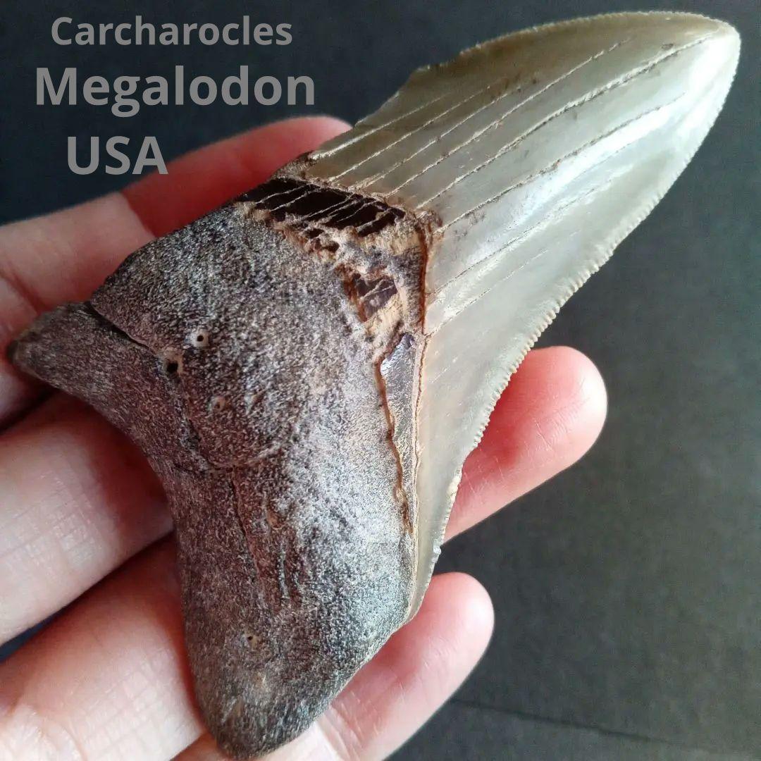 サメの歯　USA　メガロドン　歯化石　特大　美麗　ノースカロライナ産　91mm