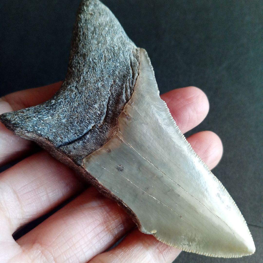 サメの歯　USA　メガロドン　歯化石　特大　美麗　ノースカロライナ産　91mm