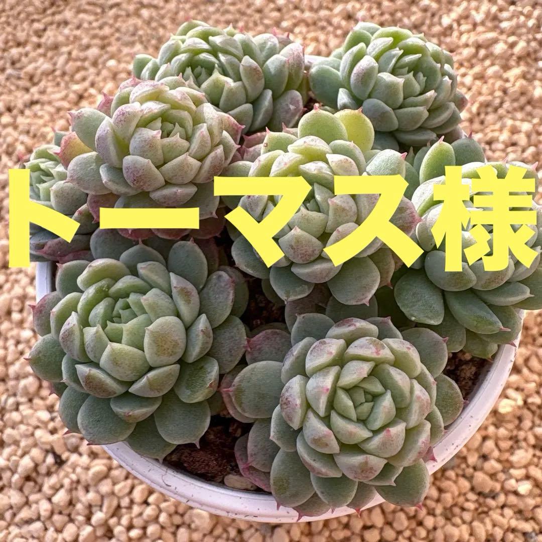 トーマス様 リクエスト 2点 まとめ商品