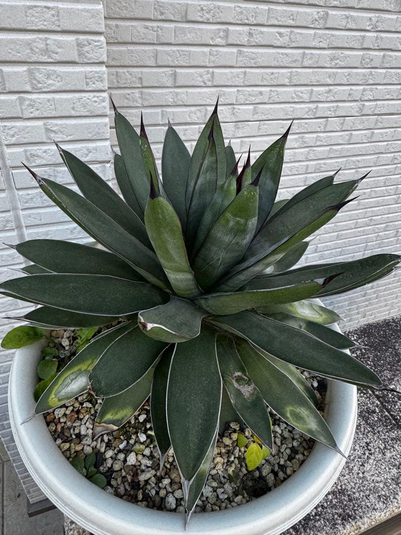 アガベ 観葉植物 ロイヤルスピン　ハイブリッド