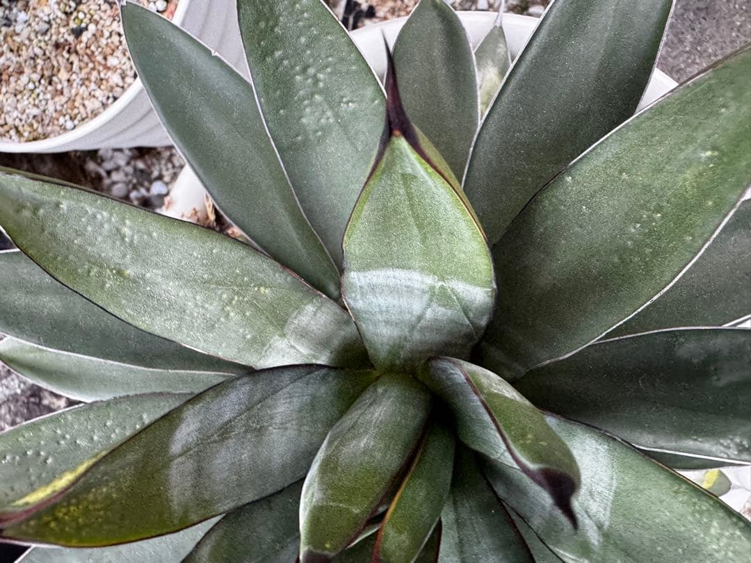 アガベ 観葉植物 ロイヤルスピン　ハイブリッド