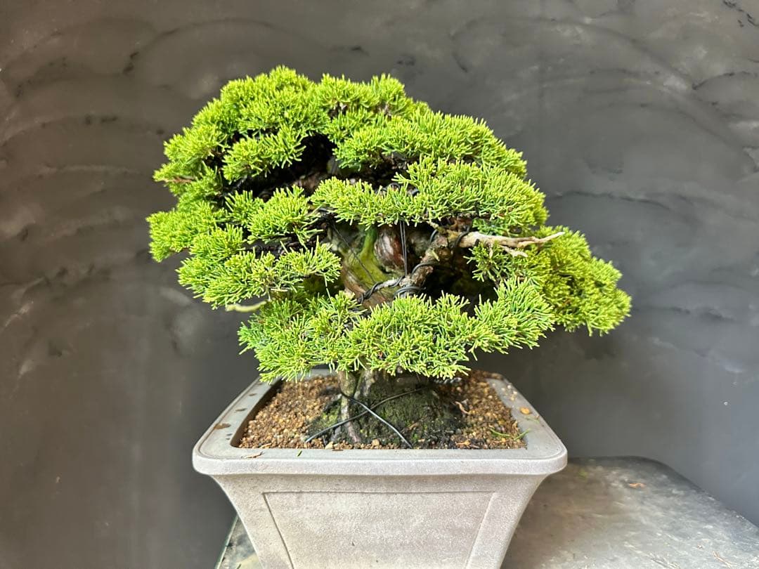 盆栽　糸魚川真柏　中品